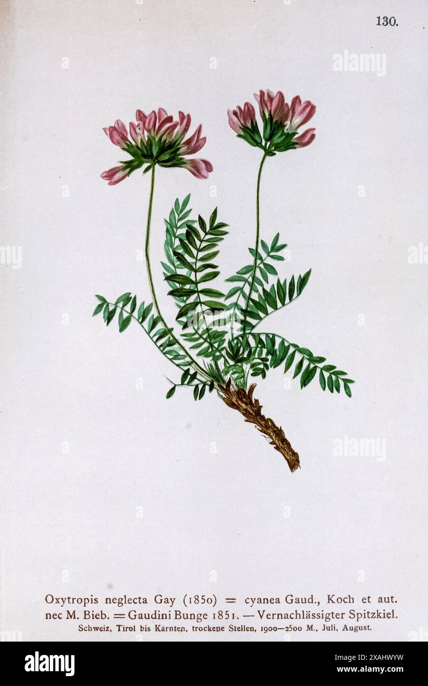 Oxytropis neglecta Gay (1850) = cyanea Gaud., Koch et aut. nec M. Bieb. = Gaudini Bunge 1851. — Vernachlässigter Spitzkiel. Disegno botanico da ' Atlas der Alpenflora ' volume 2 di Hartinger, Anton, B. 1806; dalla Torre, K. W. von (Karl Wilhelm), 1850-1928; Deutscher Alpenverein (fondato nel 1874) Foto Stock