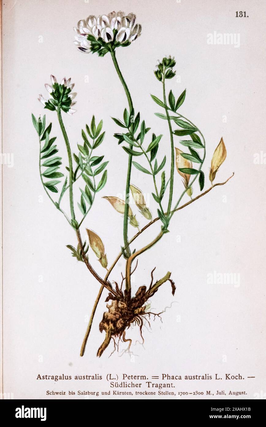 Astragalus australis (L.) Peterm. = Phaca australis L. Koch. Südlicher Tragant. Astragalus australis è una specie di pianta in fiore della famiglia dei legumi conosciuta con il nome comune di Milkvetch indiano. È originaria di gran parte dell'emisfero settentrionale, tra cui il Nord America, l'Europa e l'Asia temperata. Disegno botanico da ' Atlas der Alpenflora ' volume 2 di Hartinger, Anton, B. 1806; dalla Torre, K. W. von (Karl Wilhelm), 1850-1928; Deutscher Alpenverein (fondato nel 1874) Foto Stock