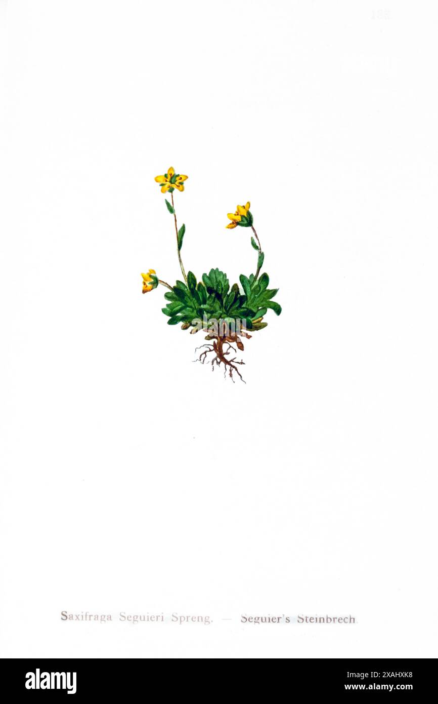 Saxifraga Seguieri Spreng. - Steinbrech di Seguier. Disegno botanico da ' Atlas der Alpenflora ' volume 2 di Hartinger, Anton, B. 1806; dalla Torre, K. W. von (Karl Wilhelm), 1850-1928; Deutscher Alpenverein (fondato nel 1874) Foto Stock
