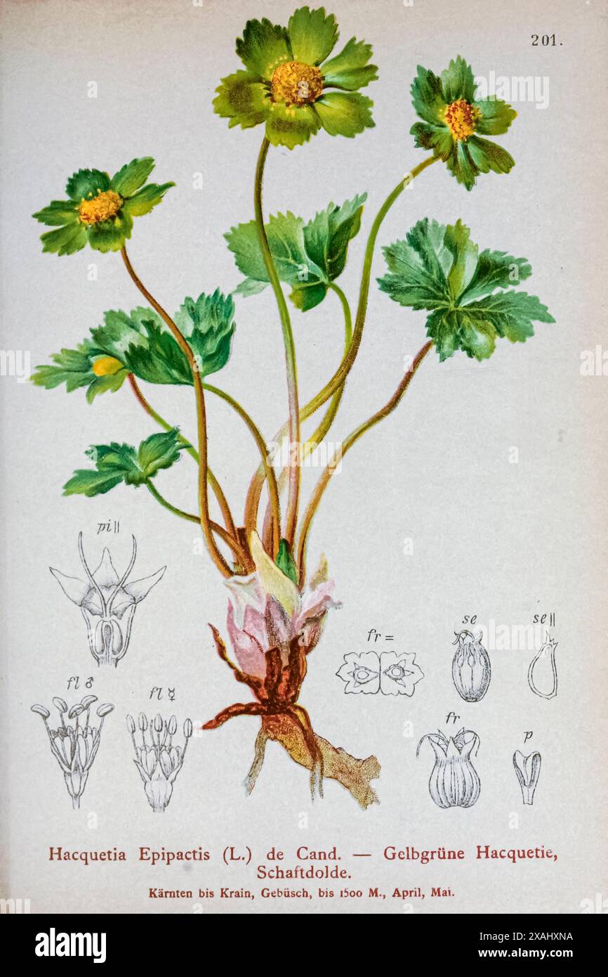 Hacquetia epipactis (L.) de Cand. — Gelbgrüne Hacquetie, Schaftdolde. La Sanicula epipactis è una specie di pianta in fiore della famiglia delle Apiaceae, originaria dell'Europa. Sotto il sinonimo Hacquetia epipactis, era l'unica specie del genere monotipico Hacquetia. Disegno botanico da ' Atlas der Alpenflora ' volume 2 di Hartinger, Anton, B. 1806; dalla Torre, K. W. von (Karl Wilhelm), 1850-1928; Deutscher Alpenverein (fondato nel 1874) Foto Stock