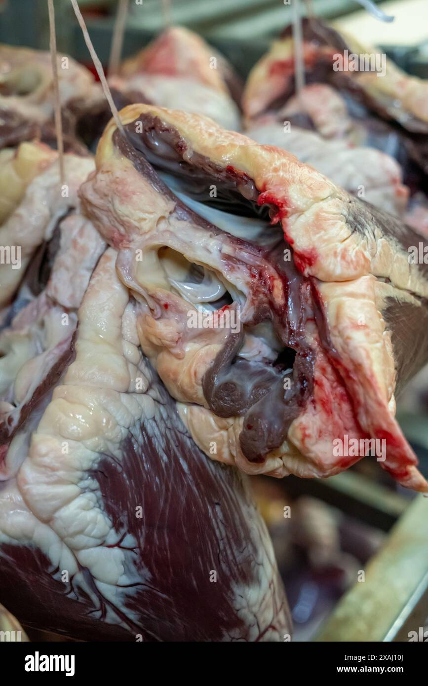 Puliti e impiccati cuori di mucca crudi. Foto Stock