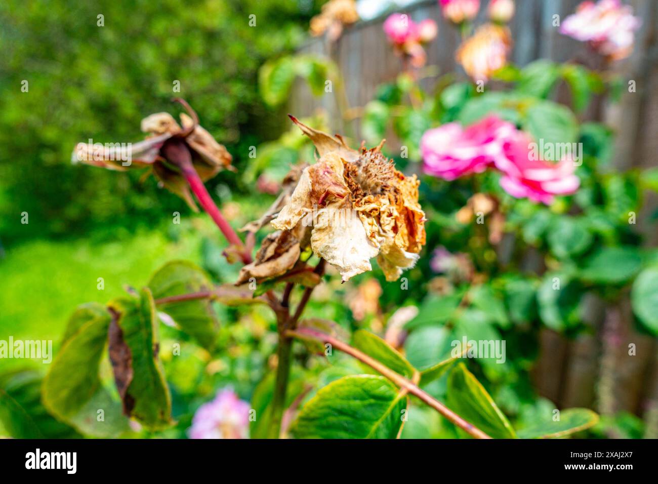 I fiori su una rosa hanno finito di lasciarsi dietro una testa di seme o una testa morta Foto Stock