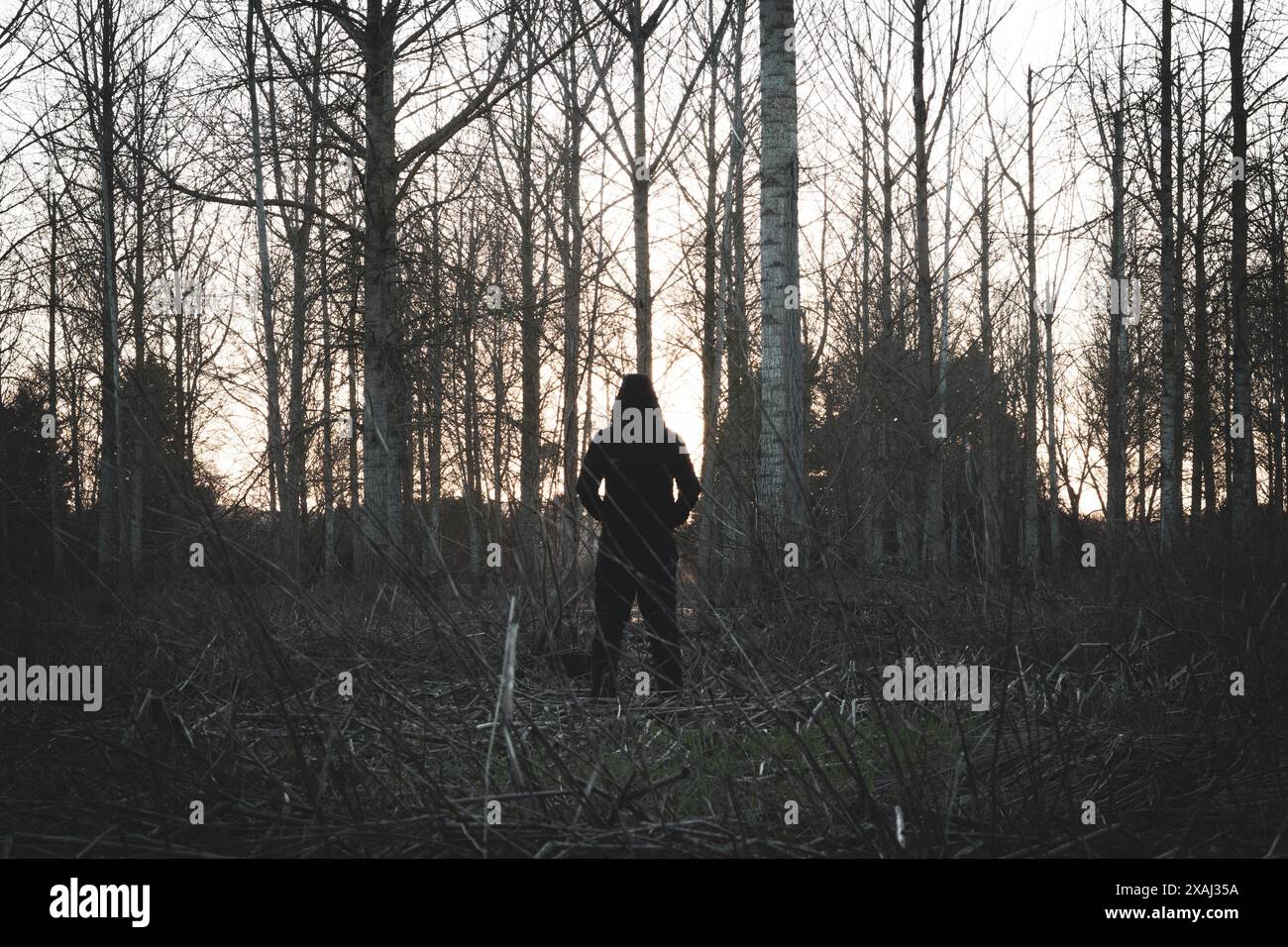 Una spaventosa figura con cappuccio, che si staglia contro il tramonto. In una foresta spaventosa d'inverno. Foto Stock