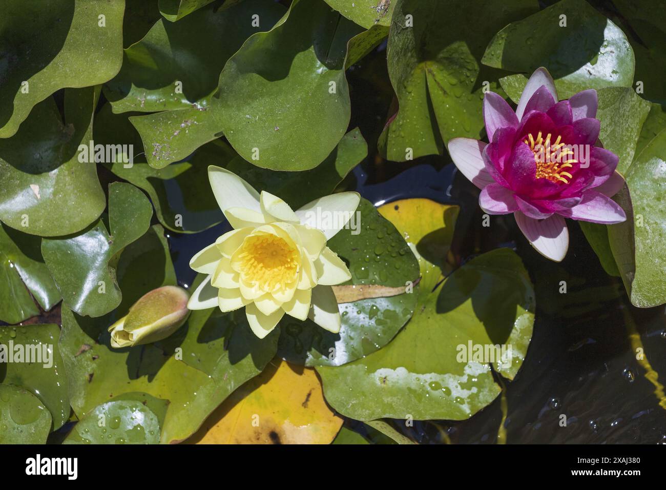 foto ravvicinate di ninfee gialli e rosa con sfondo verde nel laghetto nelle giornate di sole Foto Stock