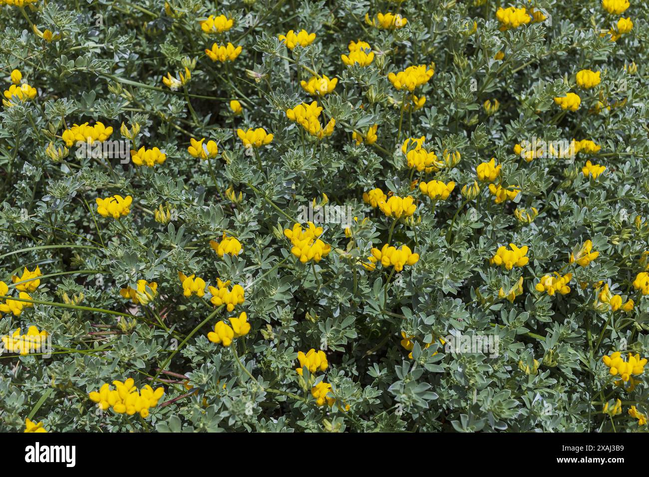 Foto ravvicinata delle erbe verdi di Trefoil grigio Birdsfoot con fiori gialli Foto Stock