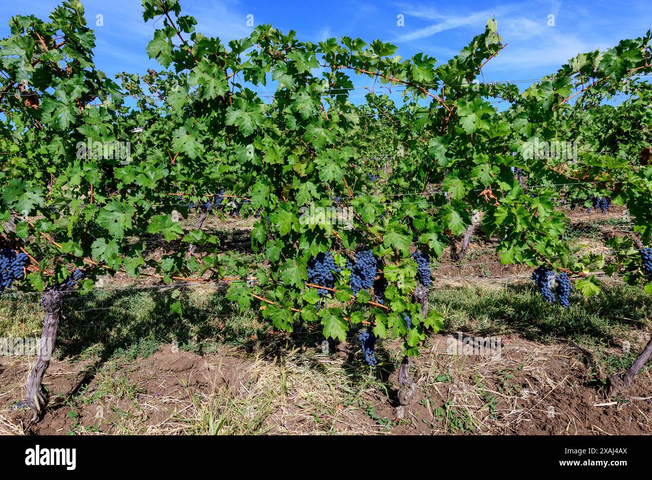 Fila con grandi piante con molte uve biologiche nere scure mature e foglie verdi in vigna in una giornata di sole autunno Foto Stock