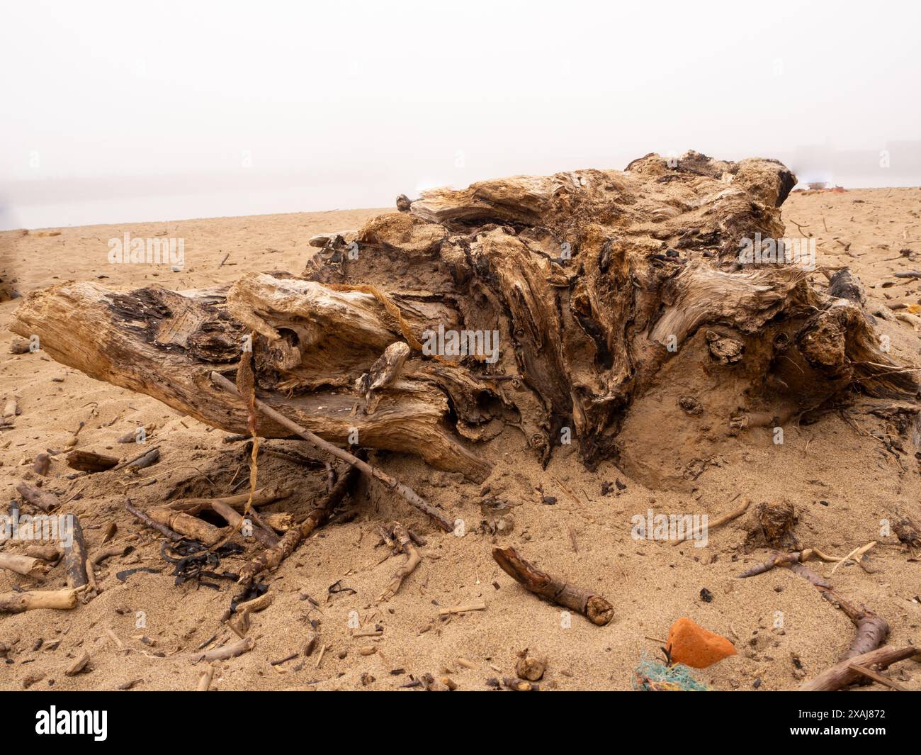 Spiaggia in fondo alla scogliera est di Whitby, caratterizzata da sculture in legno di deriva progettate da madre natura e dal mare Foto Stock