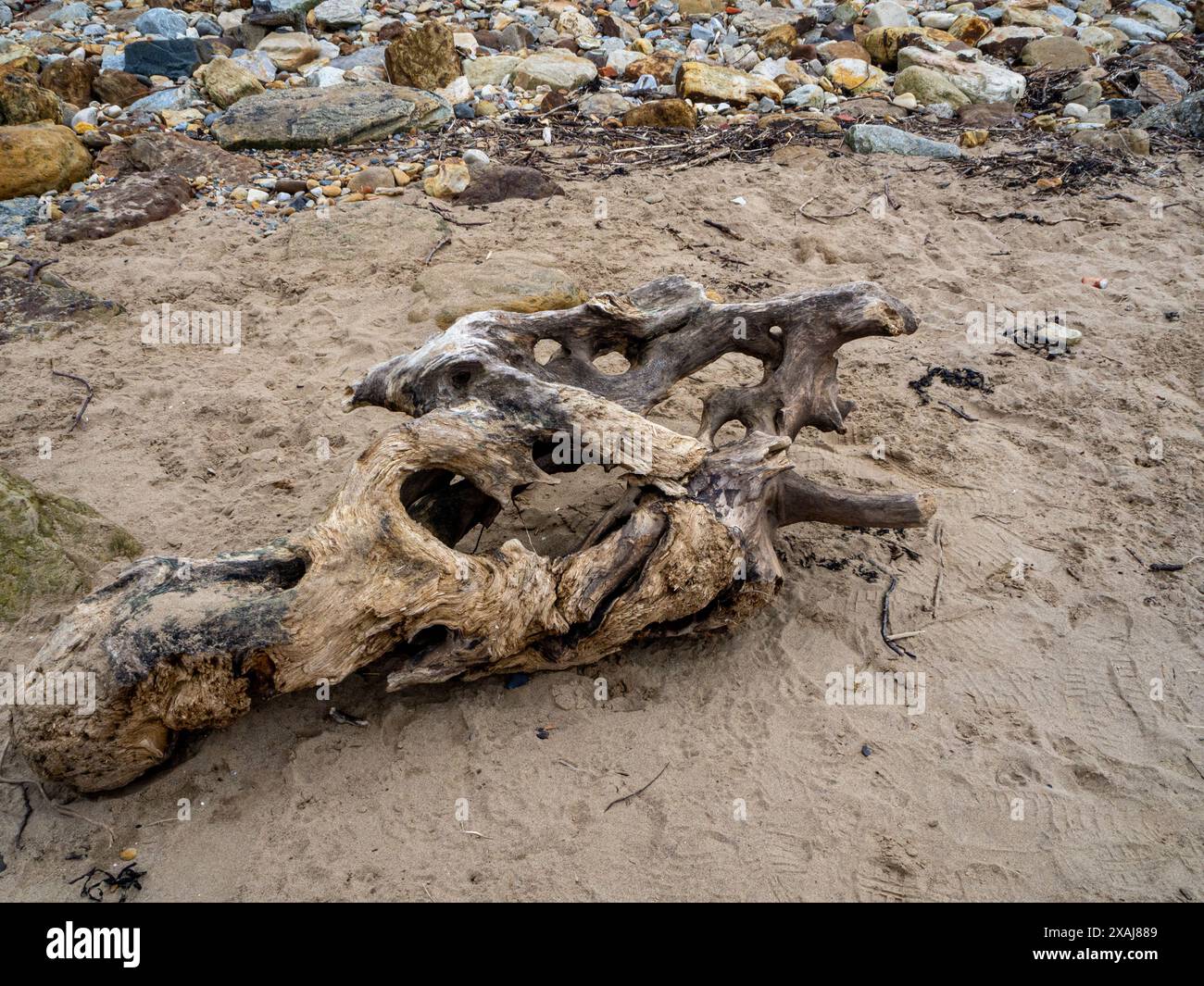 Spiaggia in fondo alla scogliera est di Whitby, caratterizzata da sculture in legno di mare disegnate da madre natura e dal mare Foto Stock