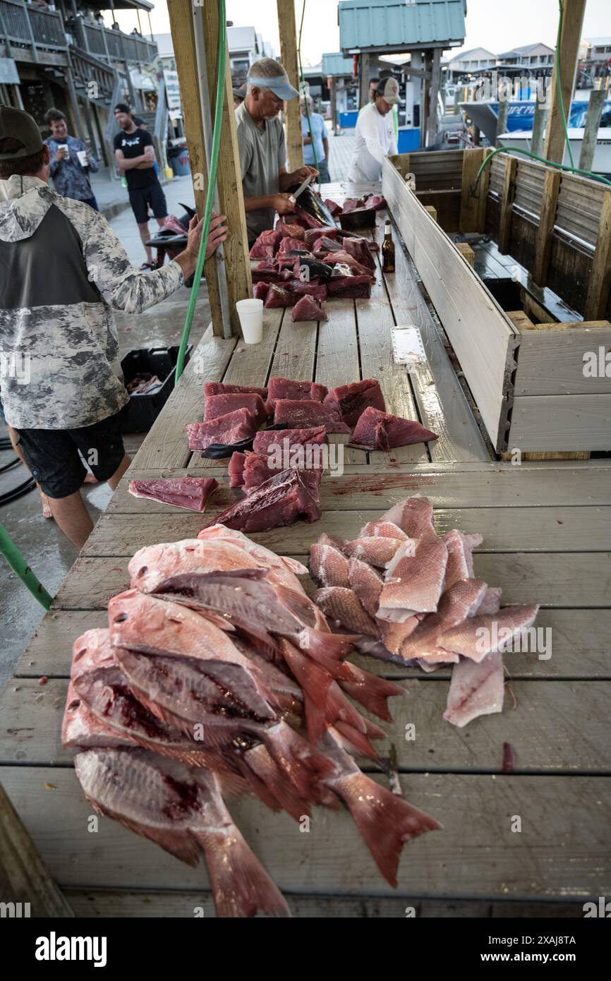 I pescatori puliscono e trattano le loro catture di tonno e di scorfano presso la stazione di pulizia del pesce di Venice Marina, un fulcro per l'industria della pesca della Louisiana. Foto Stock