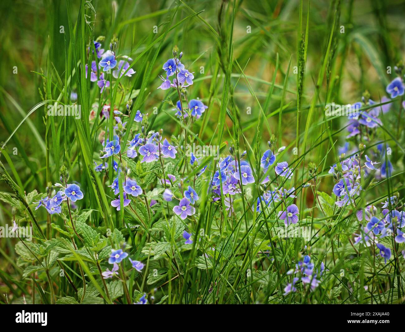 I fiori di lilla di Veronica adornano giardini e paesaggi naturali, attirando le api e valorizzando la biodiversità con la loro affascinante presenza. Foto Stock