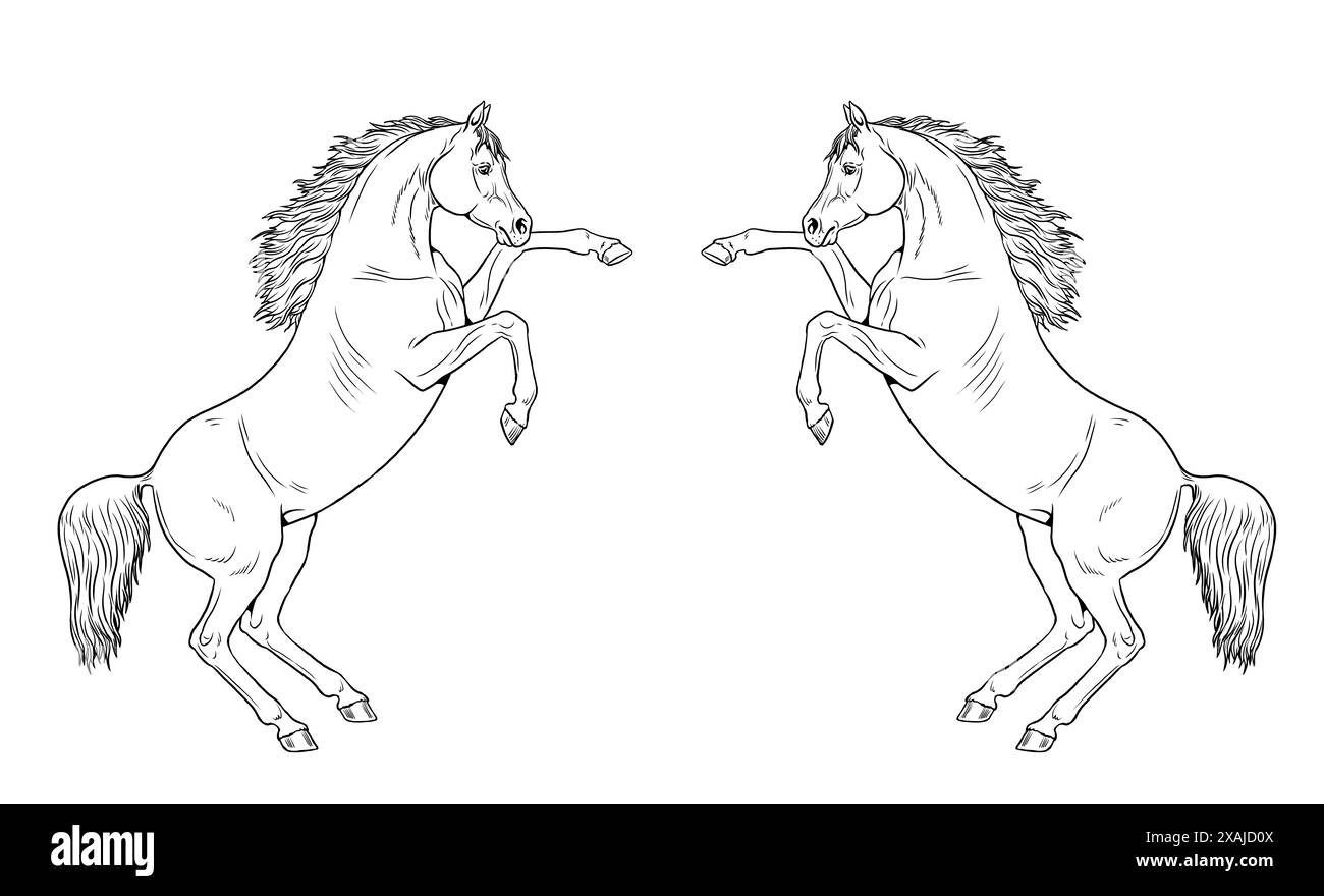 Bellissimi cavalli arabi. Disegno digitale di un cavallo da allevamento. Disegno equino. Foto Stock