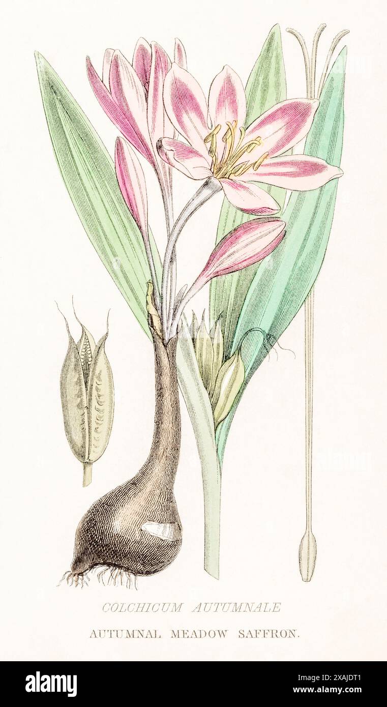 1872 incisione botanica a colori vittoriana dipinta a mano nel Regno vegetale di William Rhind: Colchicum autumnale / Zafferano prato - veleno e medicinale Foto Stock