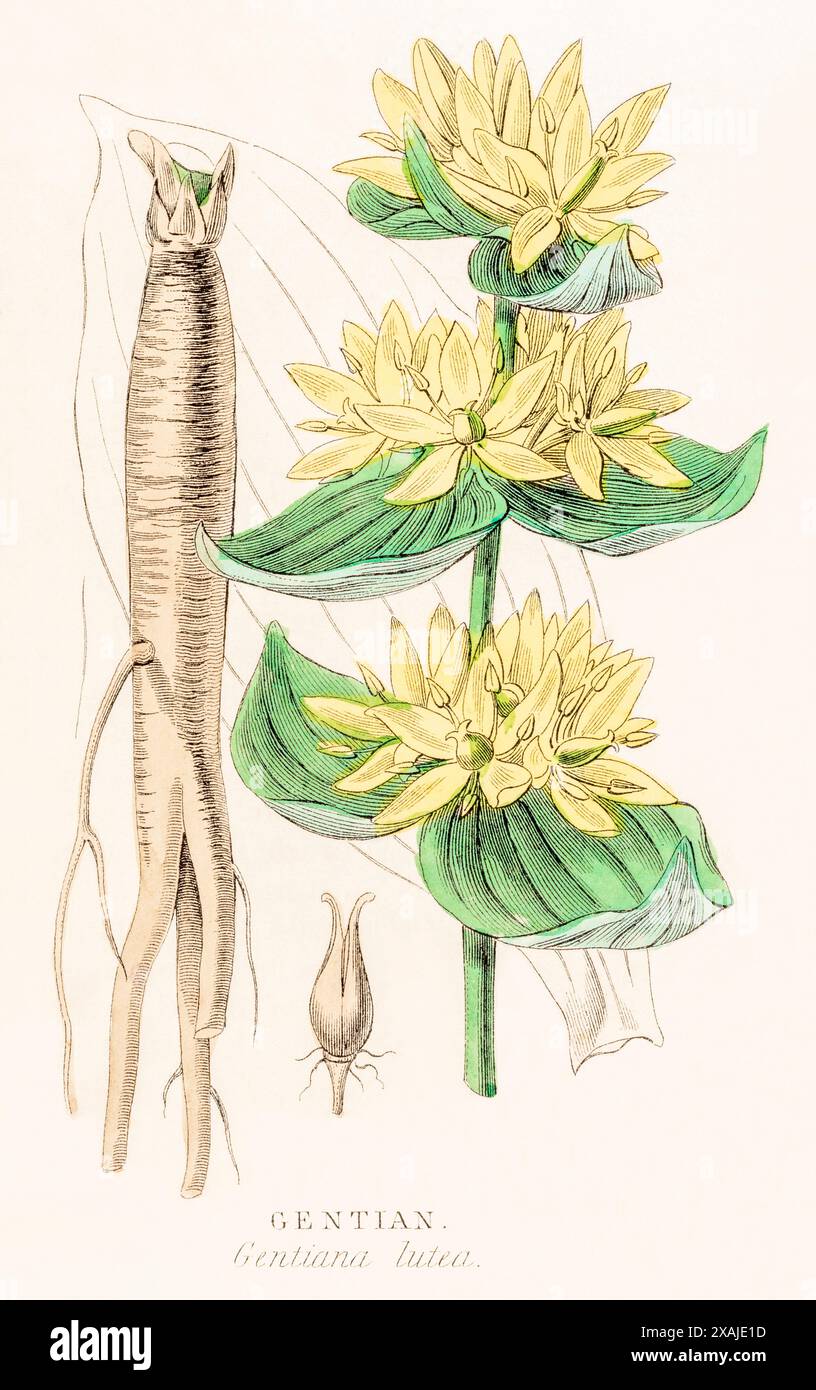 1872 incisione botanica a colori vittoriana dipinta a mano nel Regno vegetale di William Rhind: Giallo Gentiano / Gentiana lutea, una pianta medicinale. Foto Stock