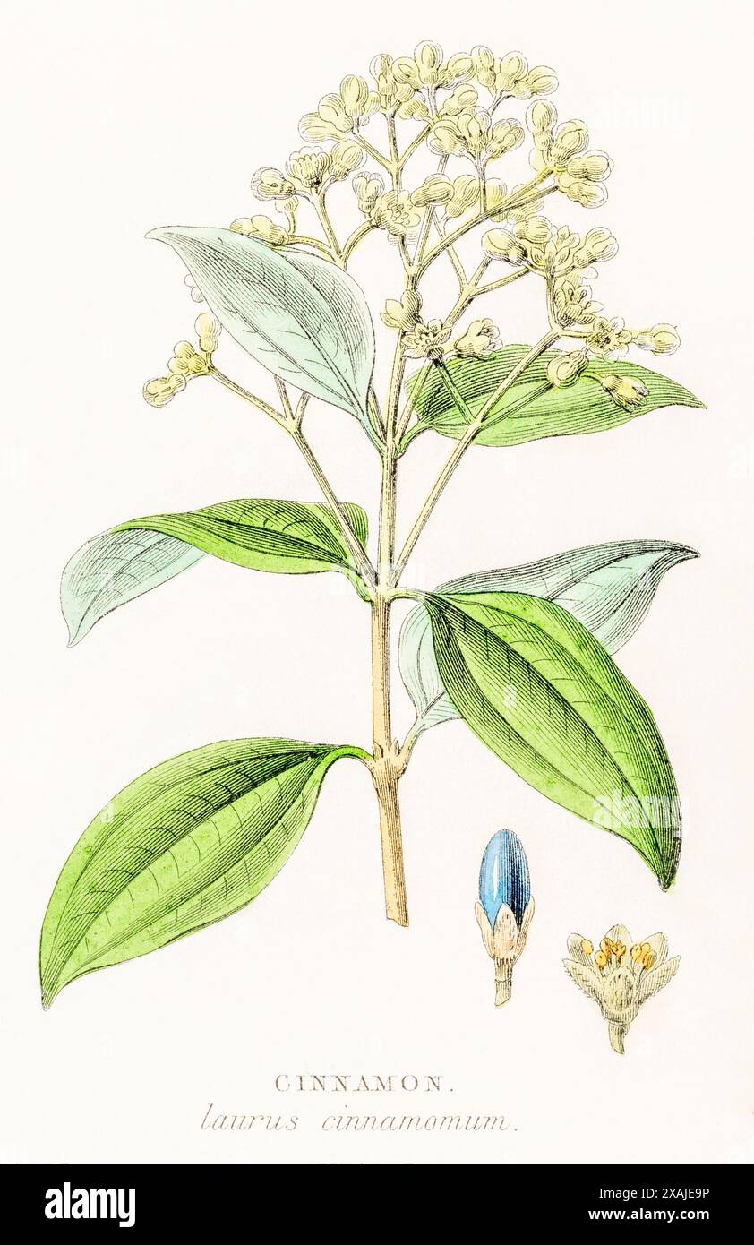 1872 incisione botanica a colori vittoriana dipinta a mano nel Regno vegetale di William Rhind: cinnamon / Laurus cinnamomum syn. Cinnamomum verum. Foto Stock