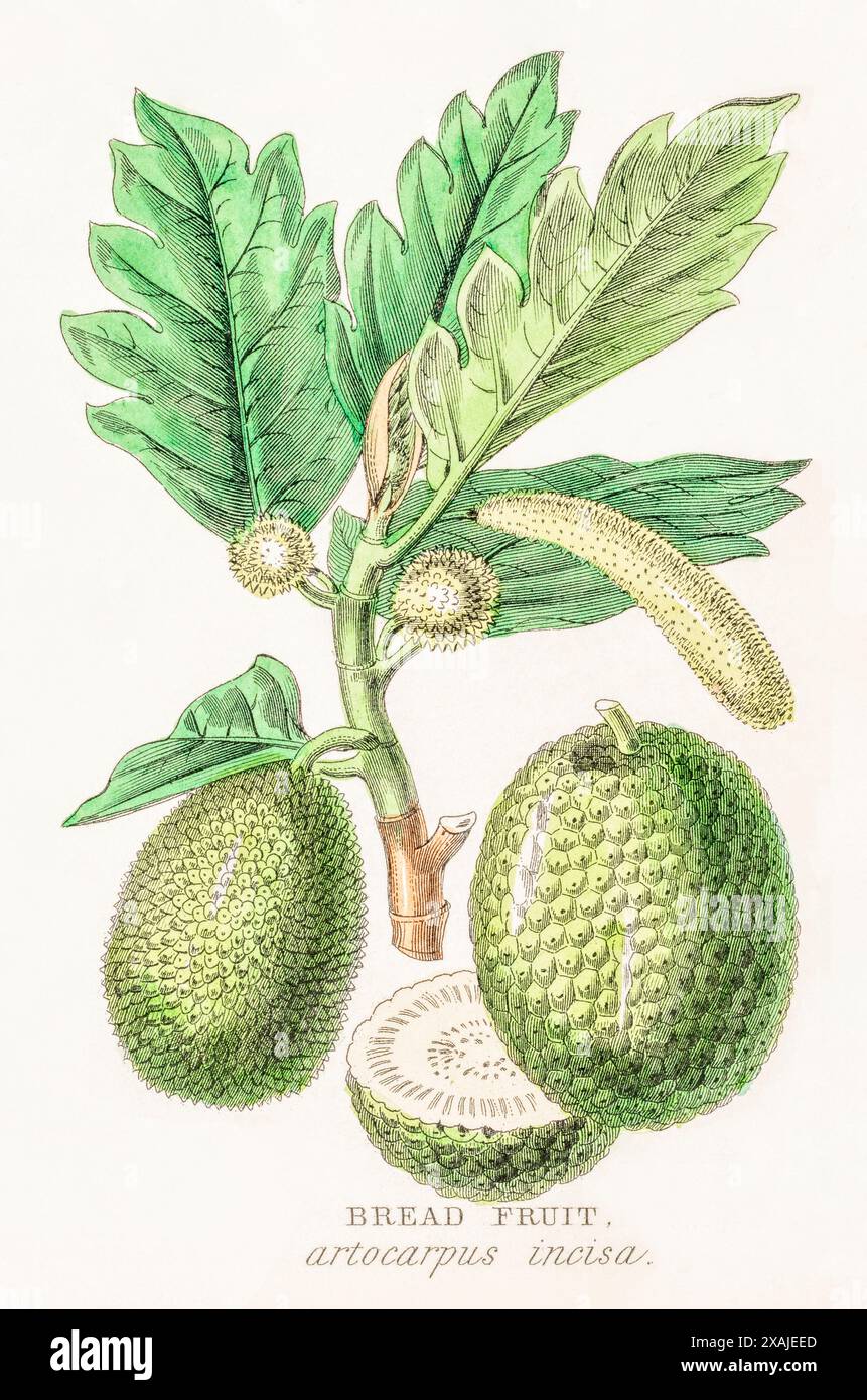 1872 incisione botanica a colori vittoriana dipinta a mano nel Regno vegetale di William Rhind: Pane frutta, Breadfruit / Artocarpus altilis SYN. incisa Foto Stock