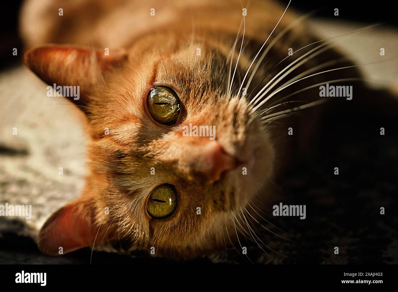 Bellissimo gatto arancione che fissa la macchina fotografica con gli occhi gialli Foto Stock