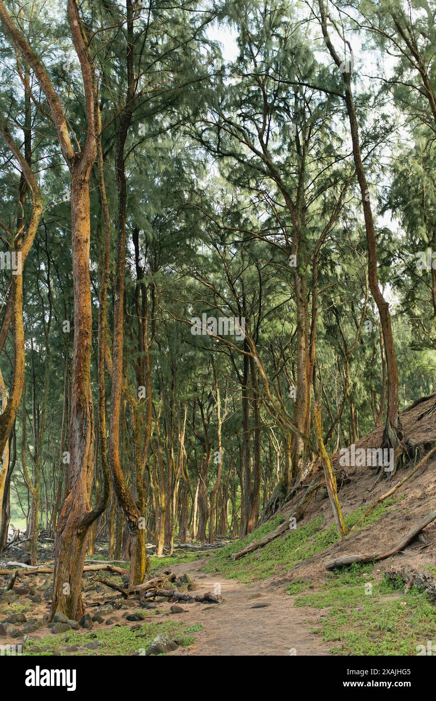 Foresta delle Hawaii nella valle sulla Big Island Foto Stock