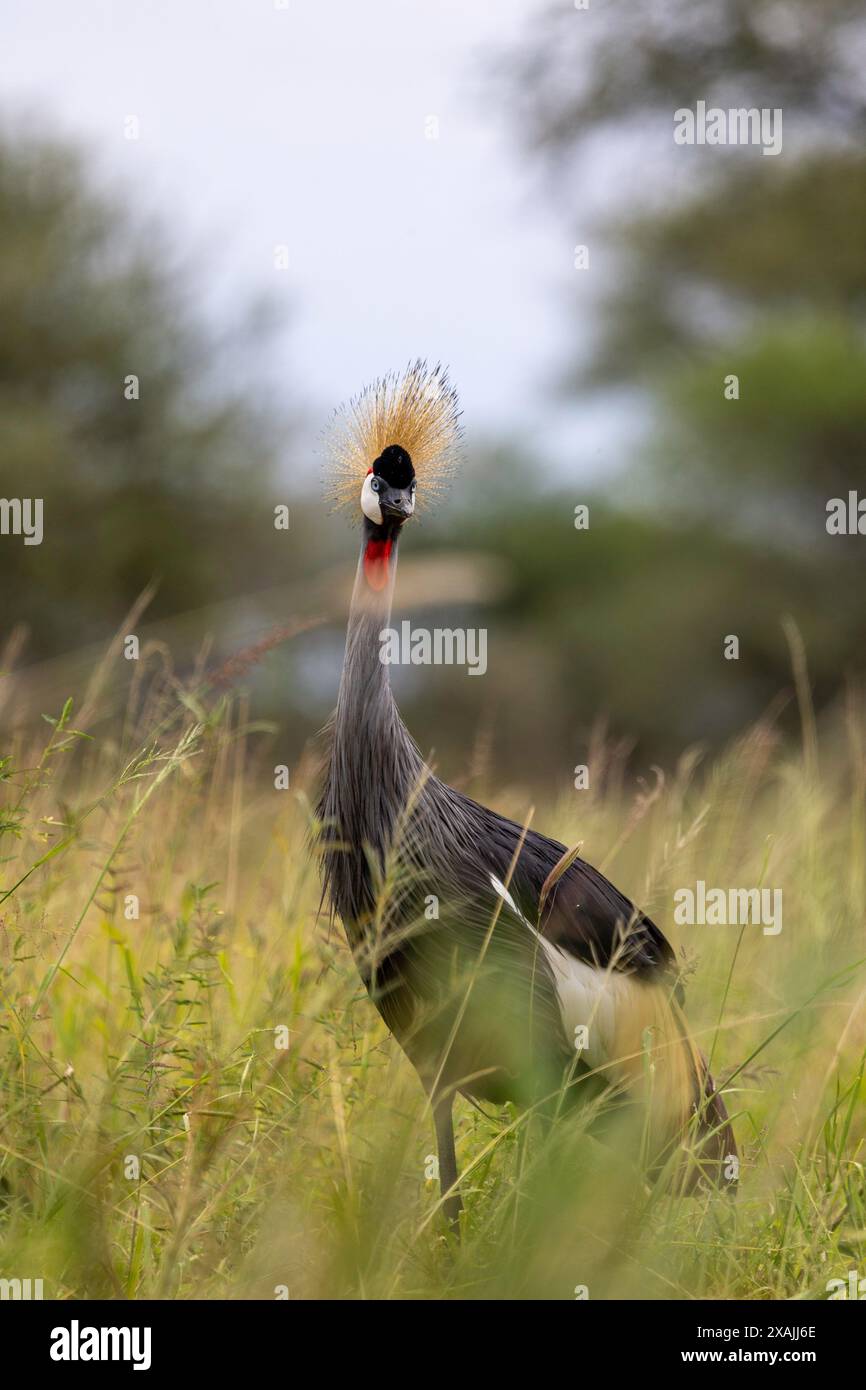 Una Gru coronata grigia si trova in un'erba alta Foto Stock