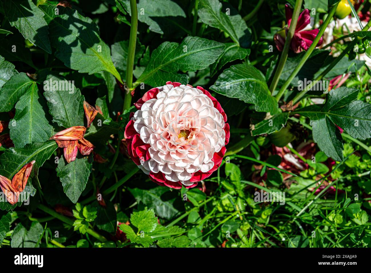 Bellissimo fiore Dahlia Foto Stock