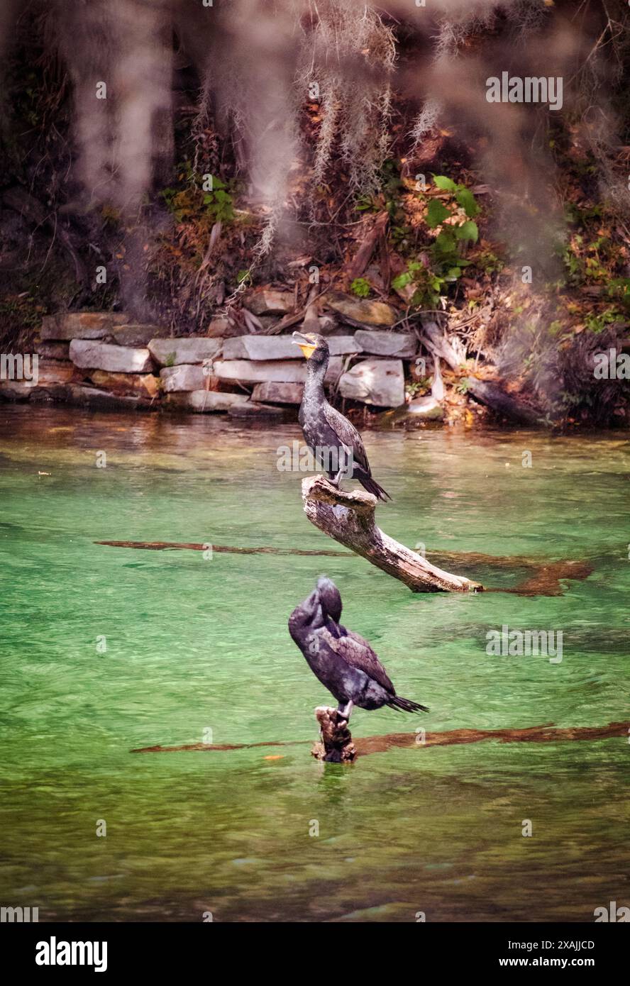 Cormorant a doppia cresta / Phalacrocorax per prendere il sole Foto Stock