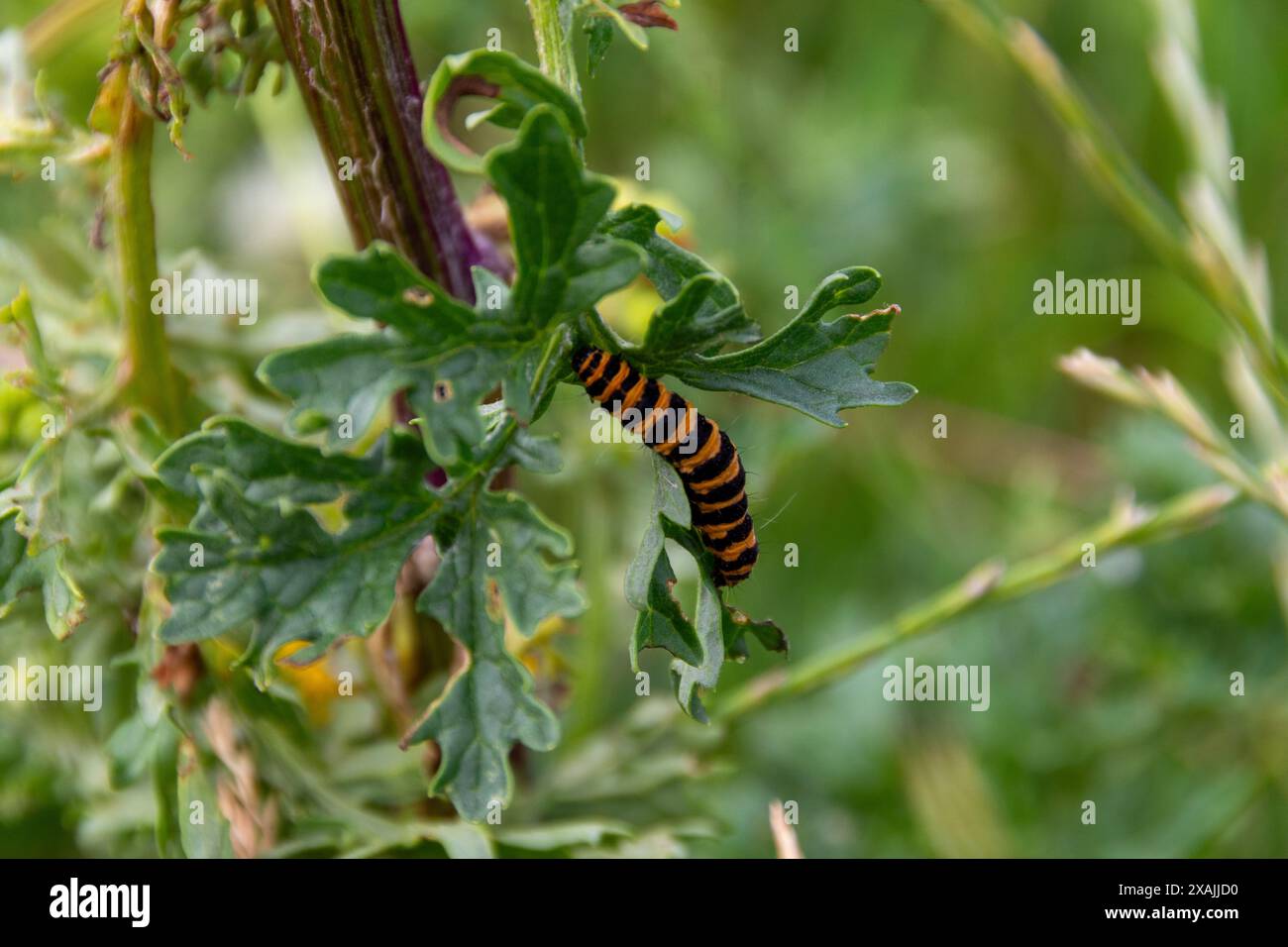Caterpillar Foto Stock
