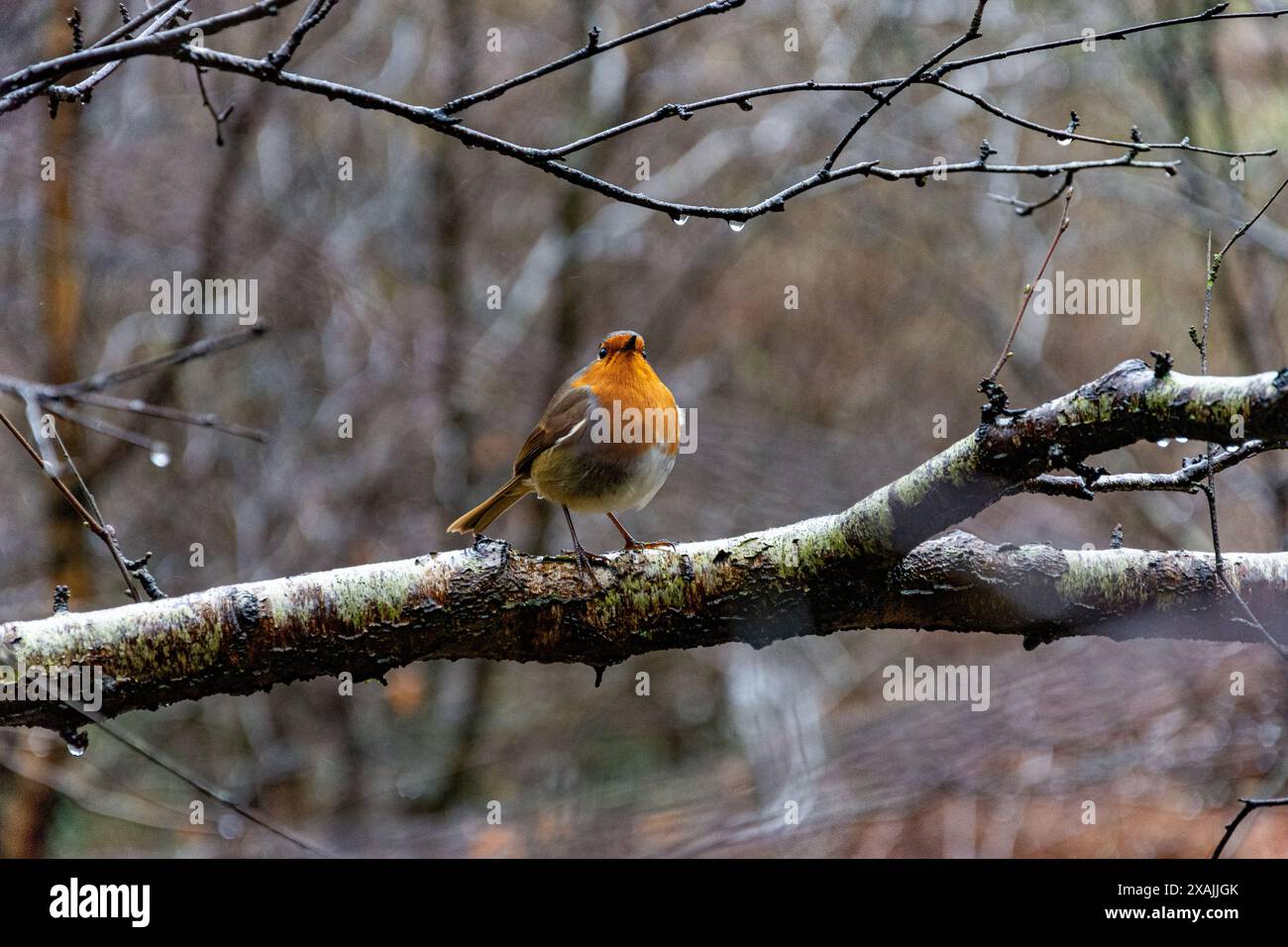 Robin Foto Stock