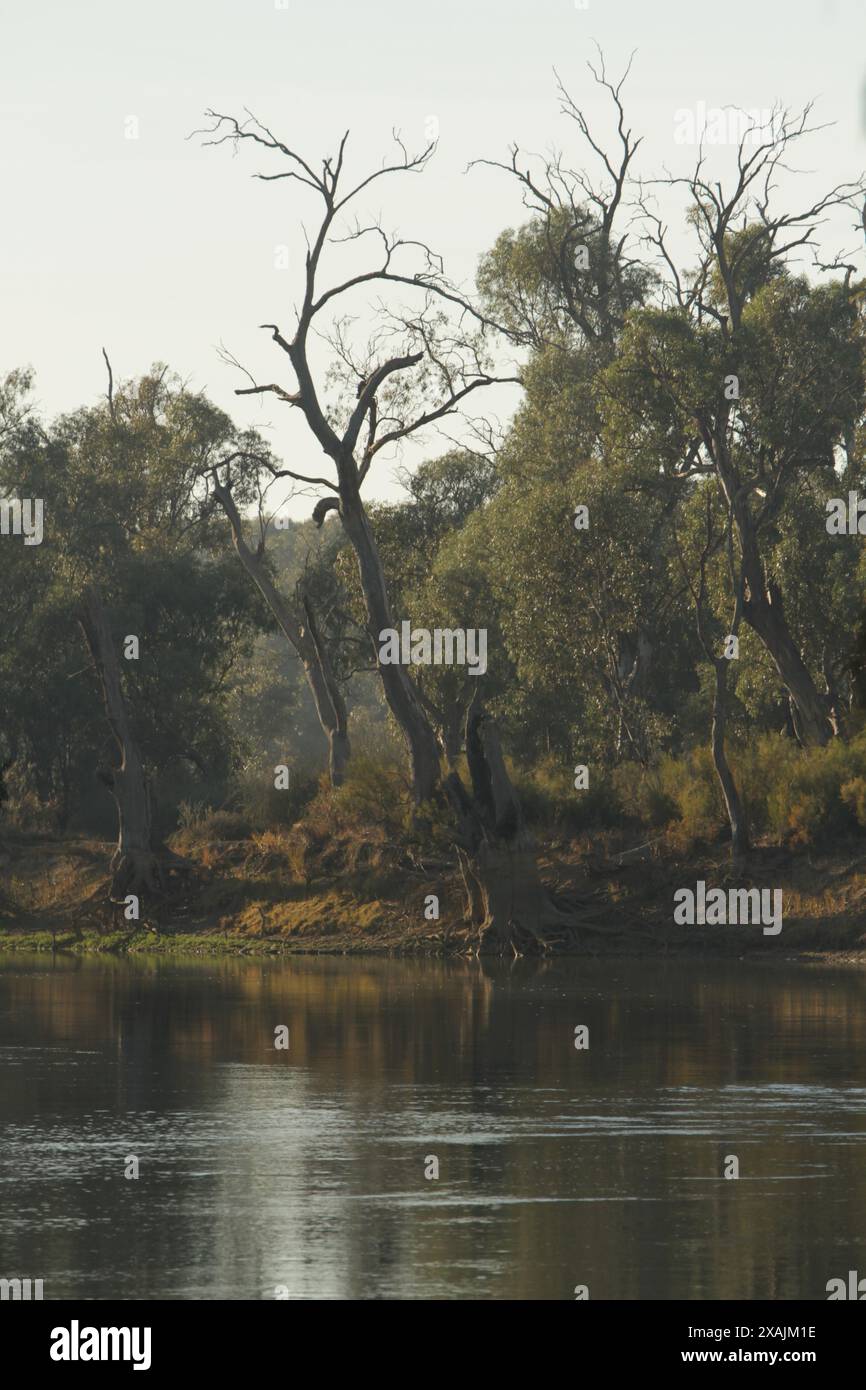 Ritratto di alberi sulla riva del fiume Foto Stock