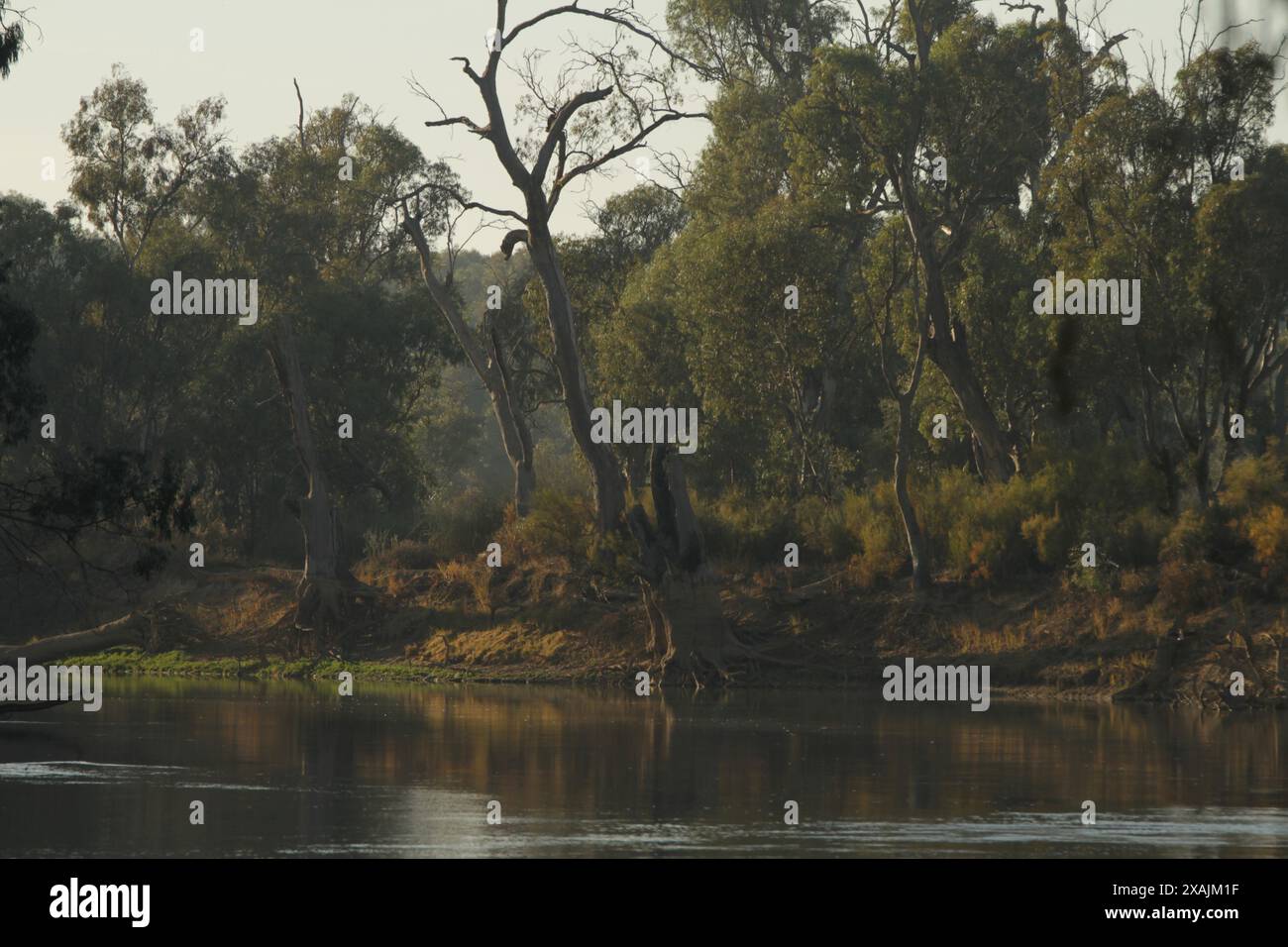 Vista degli alberi sulla riva del fiume Foto Stock