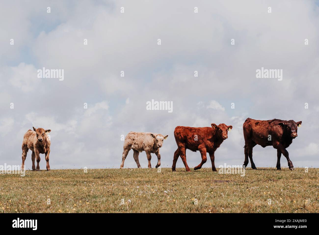 Curiose giovani mucche in un campo verde in una giornata estiva Foto Stock