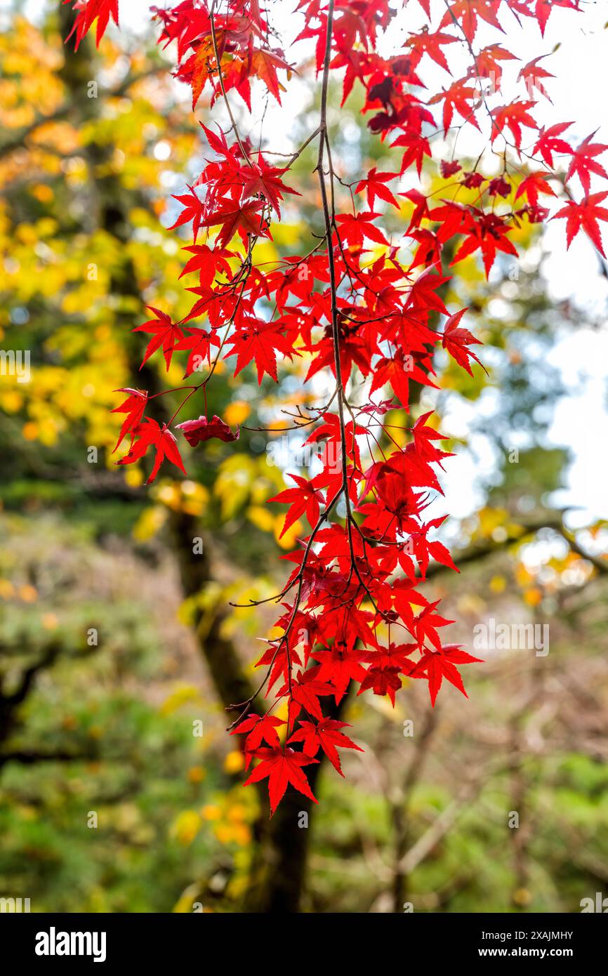 Colorato Rosso foglie autunnali Giardino Heian Shinto Shrine Kyoto Japa Foto Stock