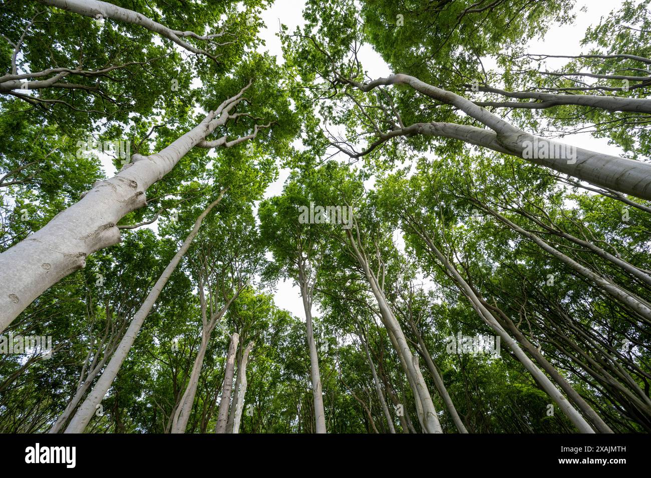 Cime degli alberi nella foresta, Bad Doberan, Meclemburgo-Vorpommern, Germania Foto Stock