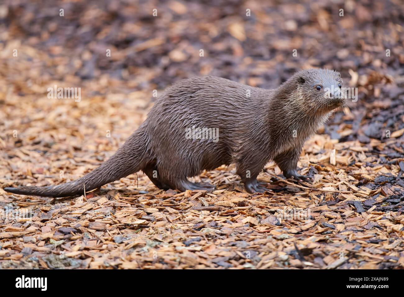 Lontra europea (Lutra lutra) in una foresta Foto Stock