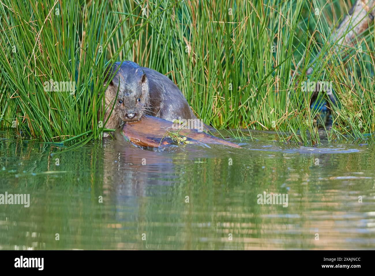 Lontra europea (Lutra lutra) in uno stagno Foto Stock