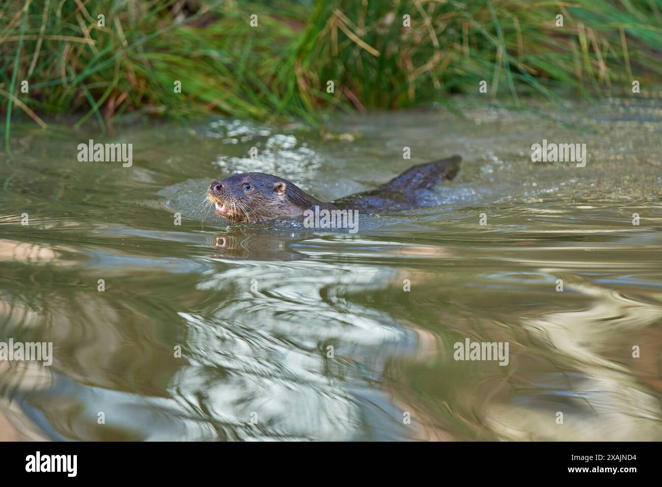 Lontra europea (Lutra lutra), nuota in inverno Foto Stock