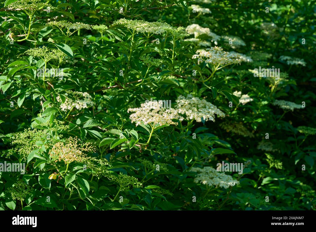 Fioritura dei fiori di sambuco in primavera, Baviera, Germania Foto Stock