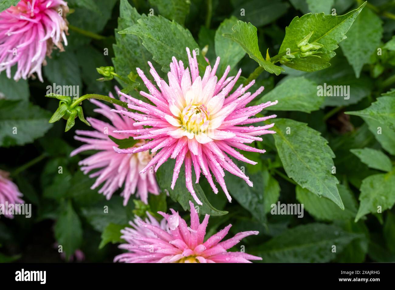 Crisantemi Foto Stock