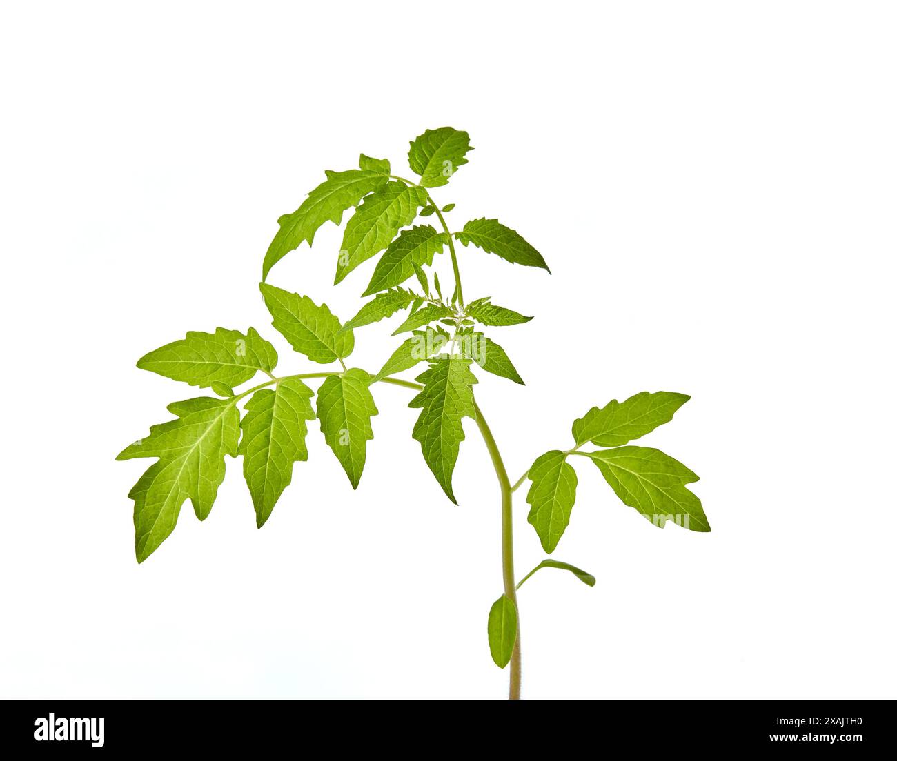 Giovani piantine di pomodoro in vaso isolate su fondo bianco. Piantine verdi di pomodori freschi Foto Stock