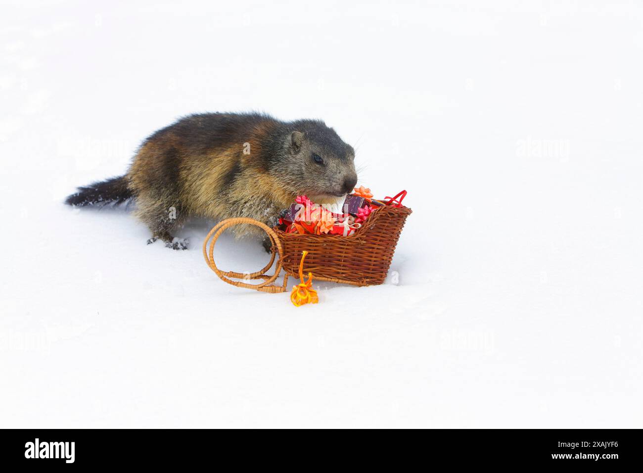 Marmotta alpina (Marmota marmota) tane marmotte in slitta regalo Foto Stock