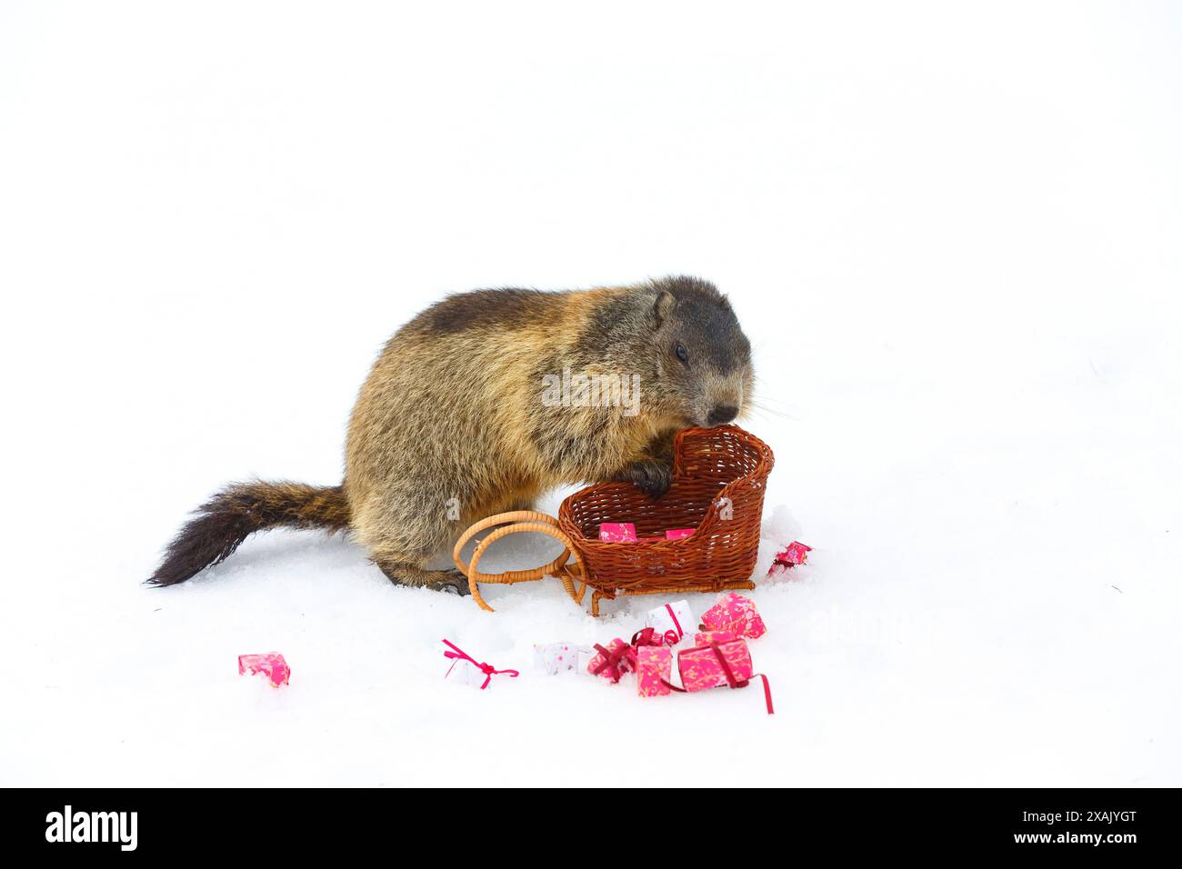 Marmotta alpina (Marmota marmota) marmotta che urla in slitta con regali Foto Stock
