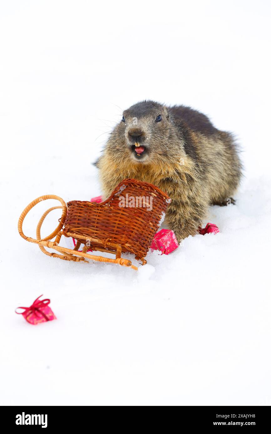 Marmotta alpina (Marmota marmota) marmotta che urla in slitta con regali Foto Stock