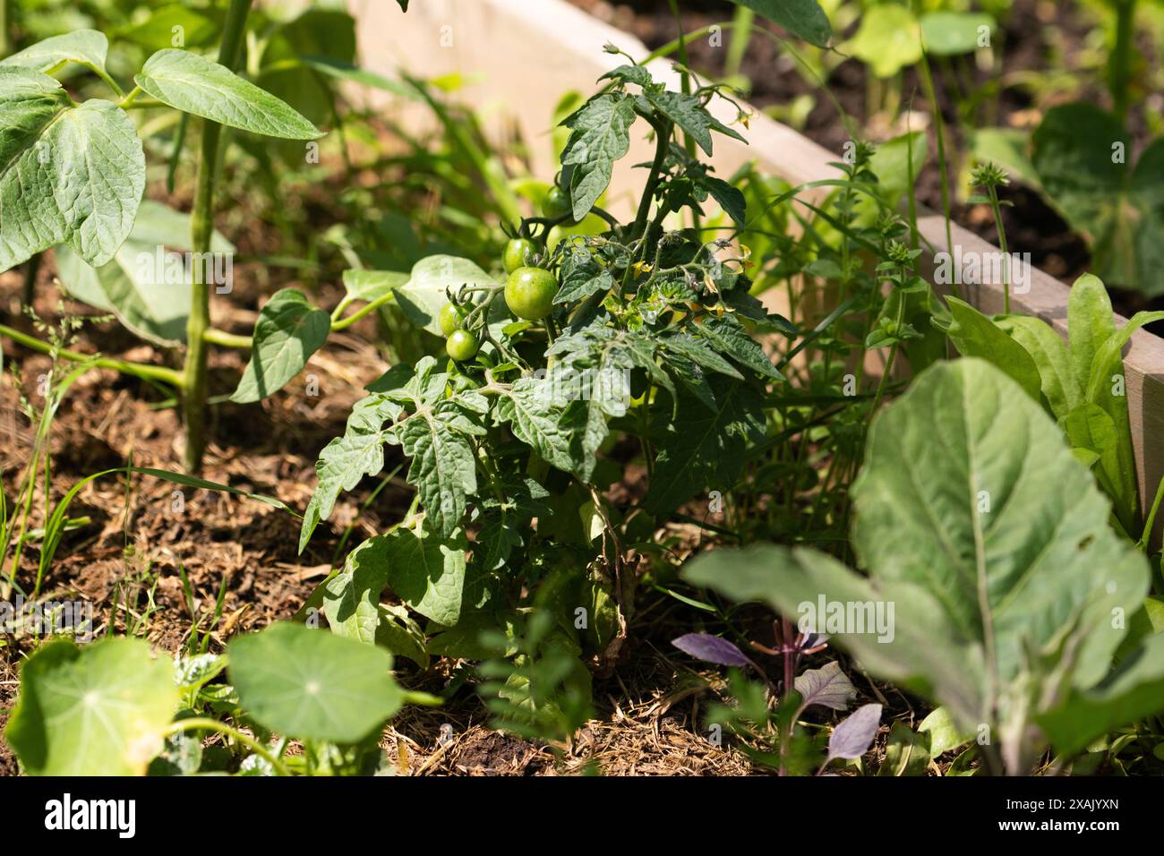Pomodori coltivati in casa in un'azienda agricola biologica. Foto Stock