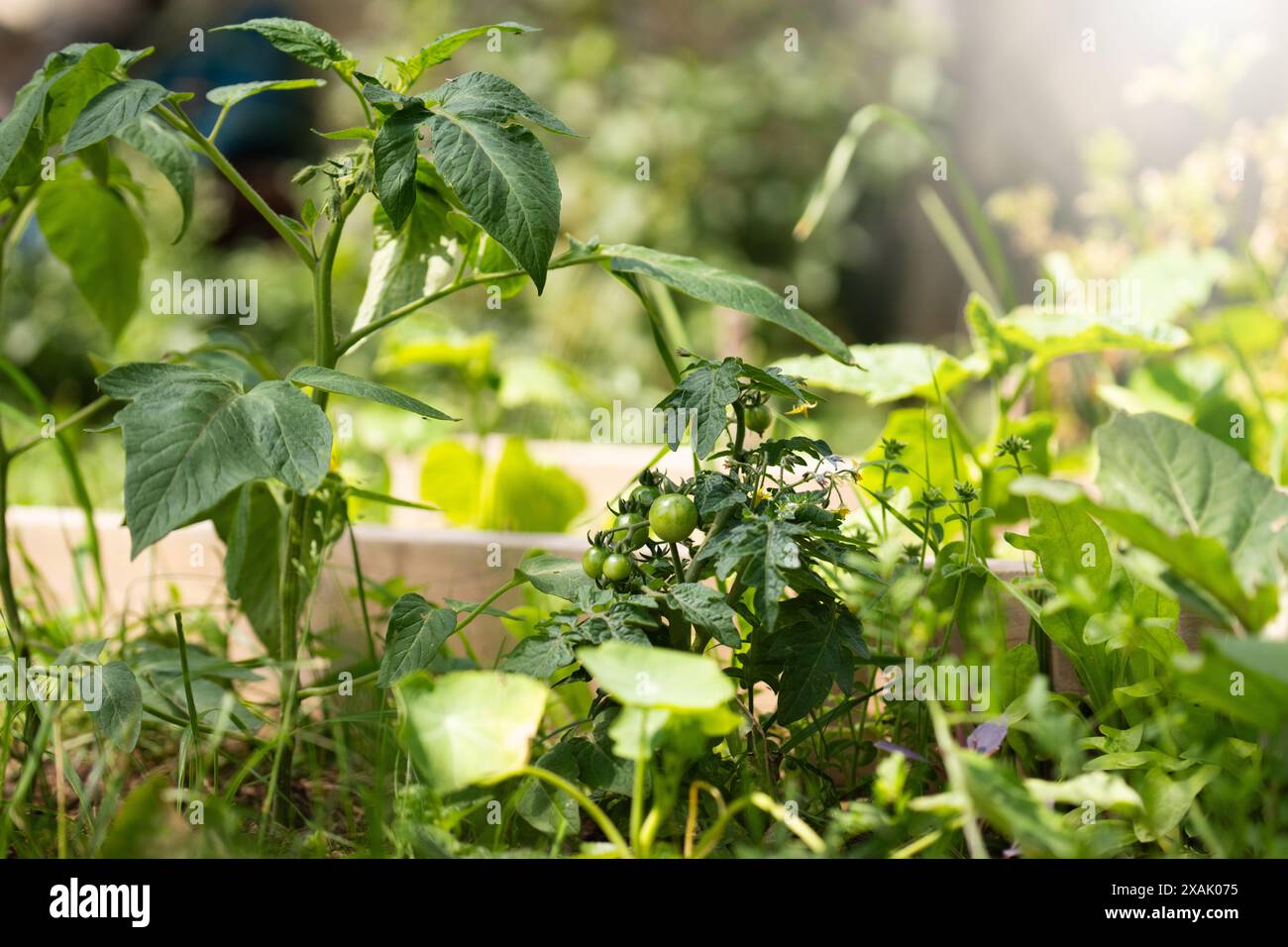 Pomodori coltivati in casa in un'azienda agricola biologica. Foto Stock