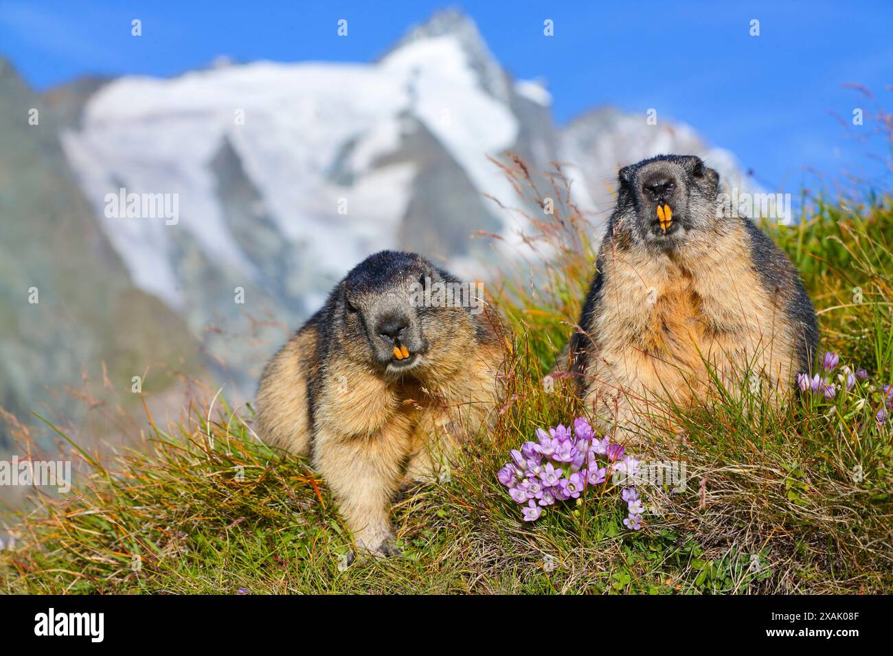 Marmotta alpina (Marmota marmota) due marmotte sedute in un prato di montagna con Großglockner sullo sfondo, guardando verso la telecamera Foto Stock