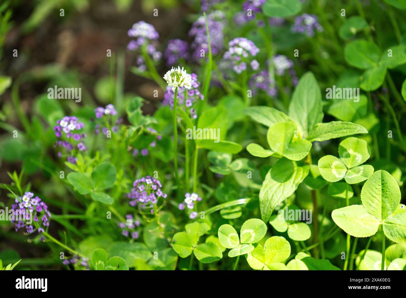 Sfondo estivo. Primo piano sull'erba verde Foto Stock