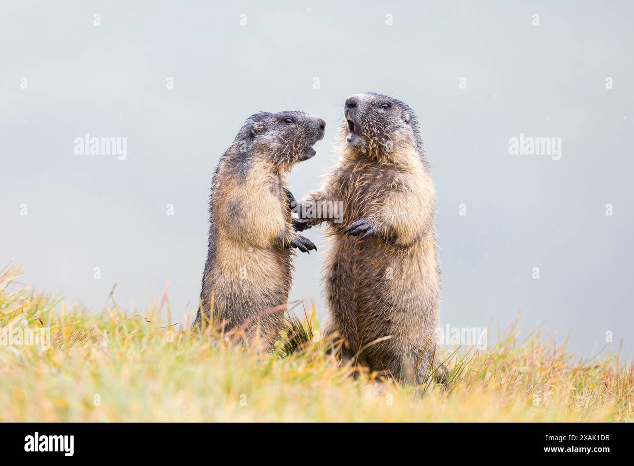 Marmotta alpina (Marmota marmota), due marmotte bagnate l'una di fronte all'altra Foto Stock