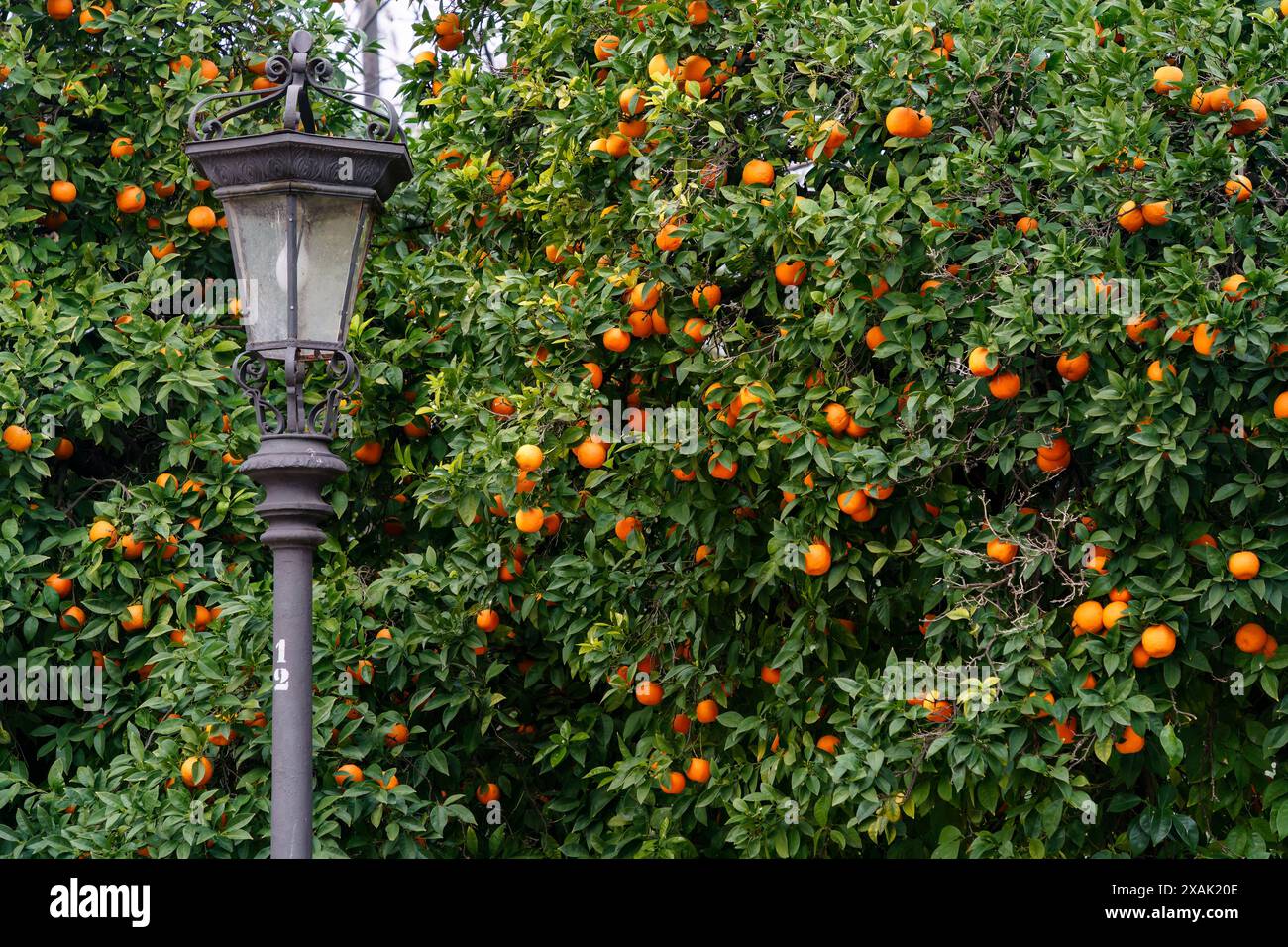 Lampada di fronte a un arancio a Siviglia, Spagna Foto Stock