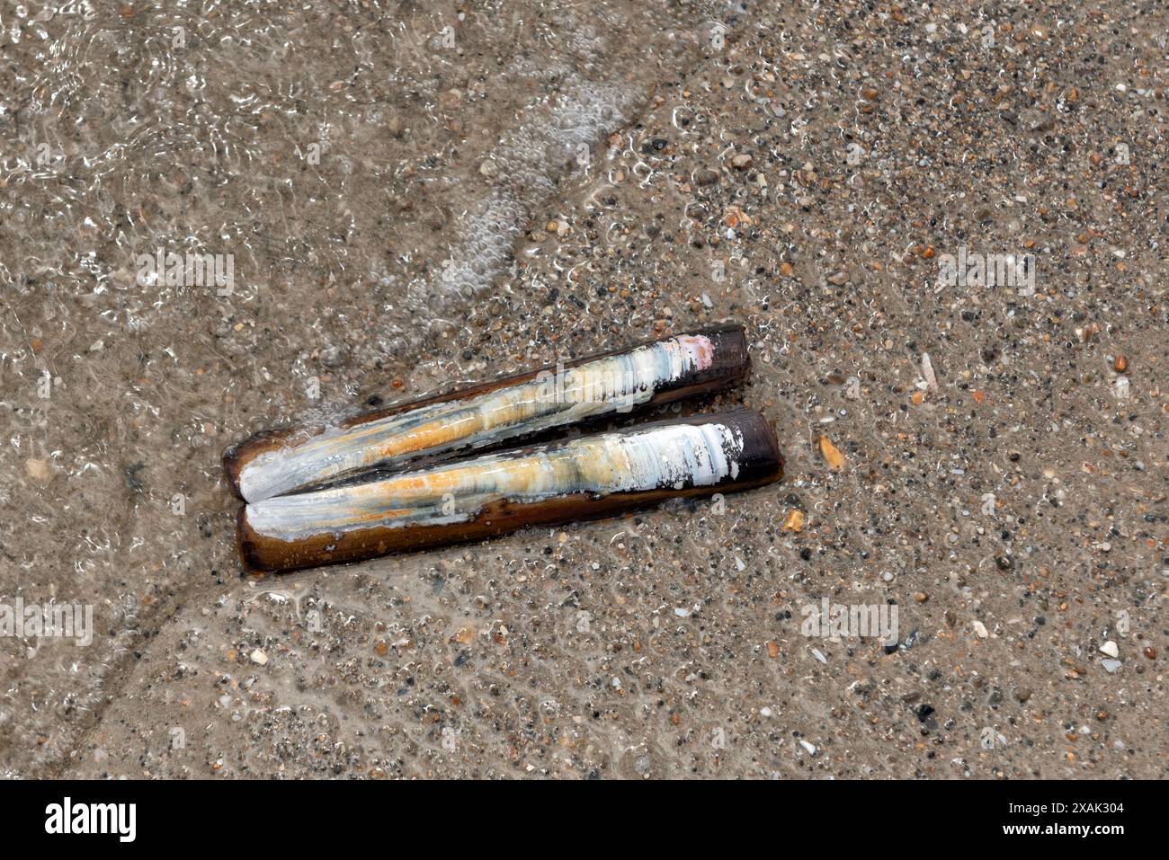 Una conchiglia di rasoio sulla spiaggia Foto Stock