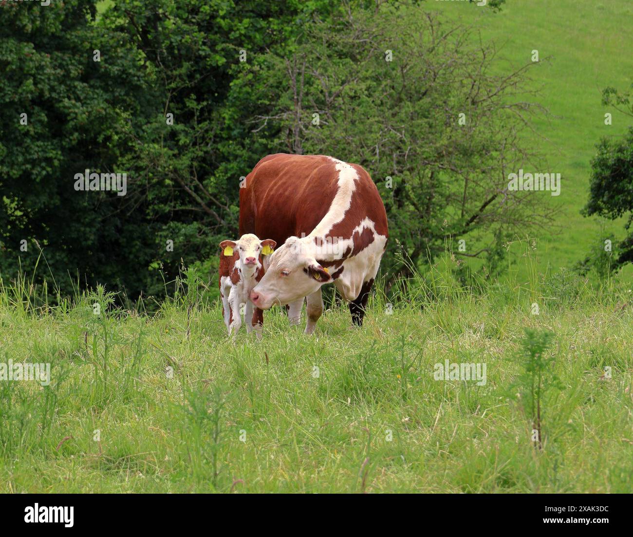 Hereford Cow e vitello in un prato inglese Foto Stock