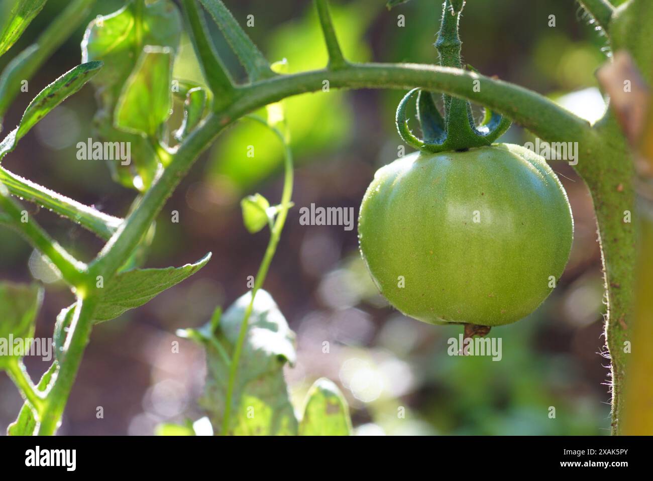 Un grande pomodoro verde appeso a un ramo - fotografia scattata nel giardino a distanza ravvicinata. Coltivare verdure biologiche. Foto Stock