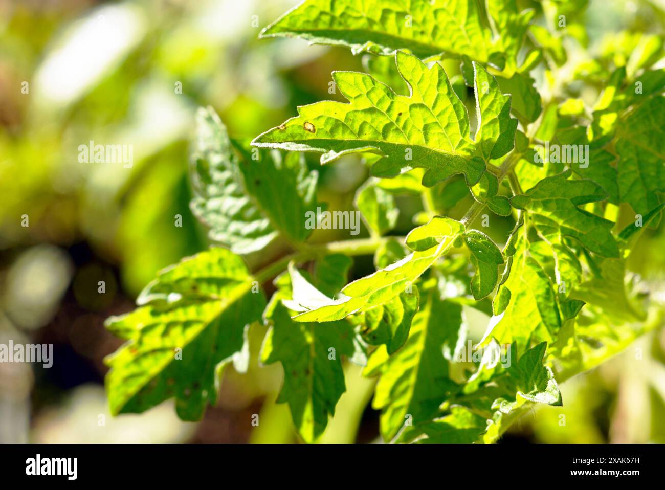 Giovani foglie di pomodoro illuminate dal sole del mattino, fotografate da vicino. Coltivare pomodori in terra aperta - agricoltura. Foto Stock